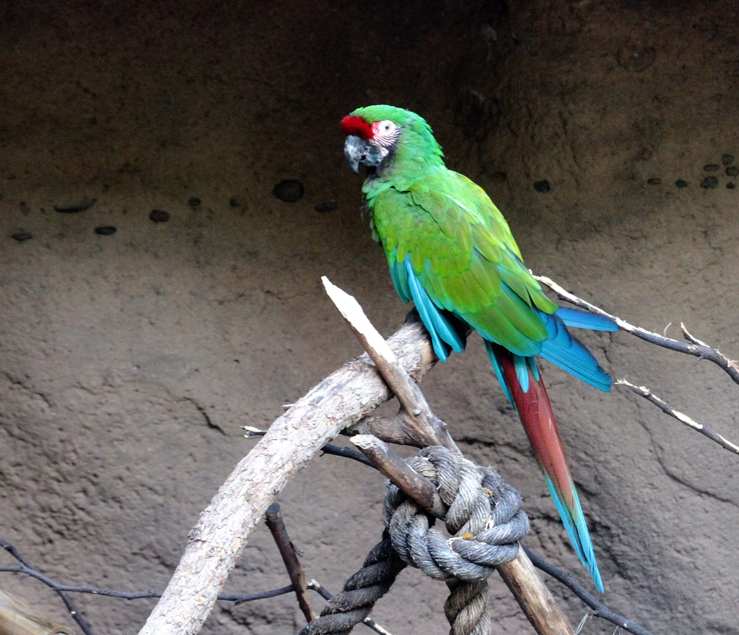 IMG_6464 military parrot 2015 tucson.jpg