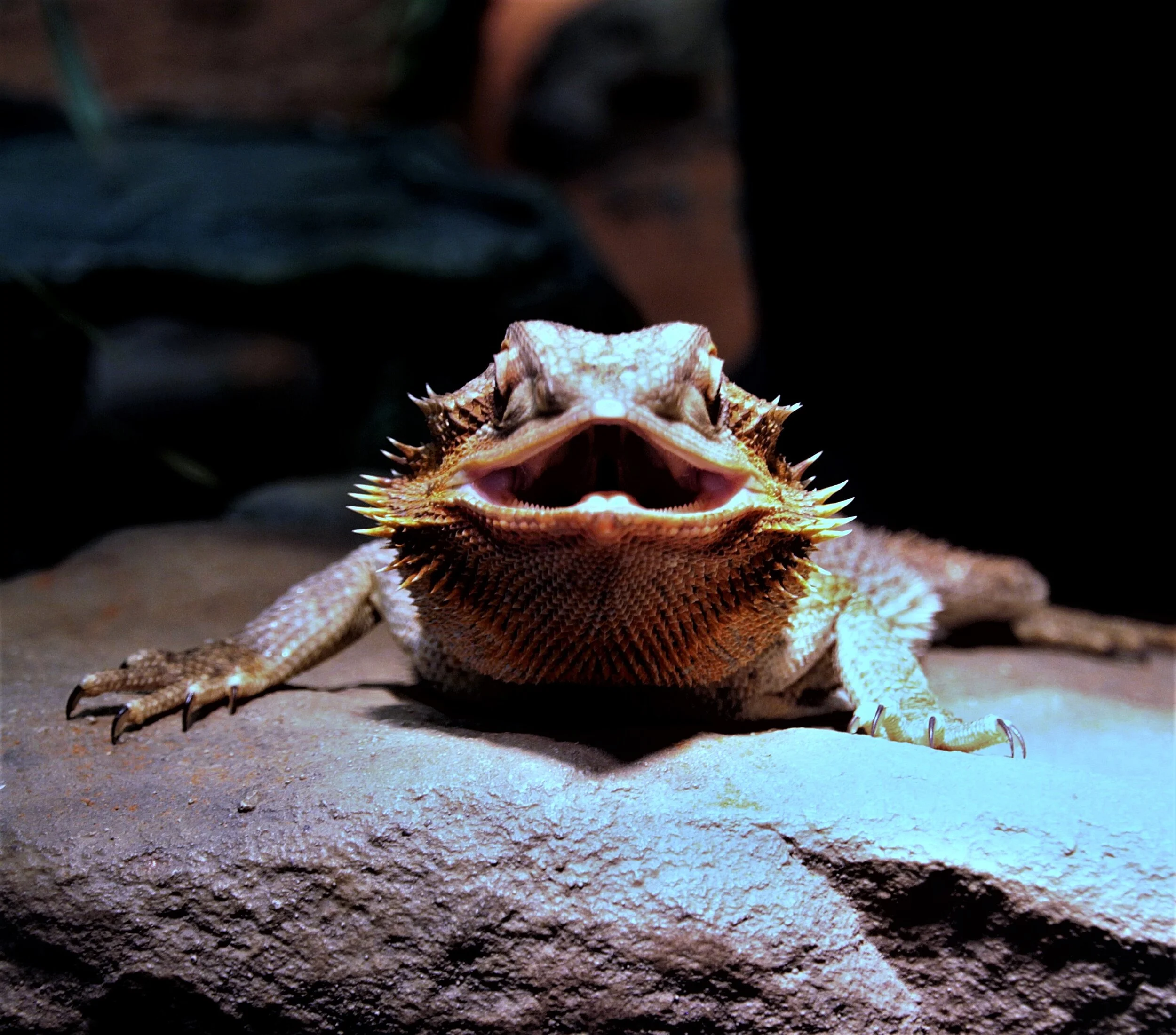 IMG_6595 dragaon lizard front.jpg