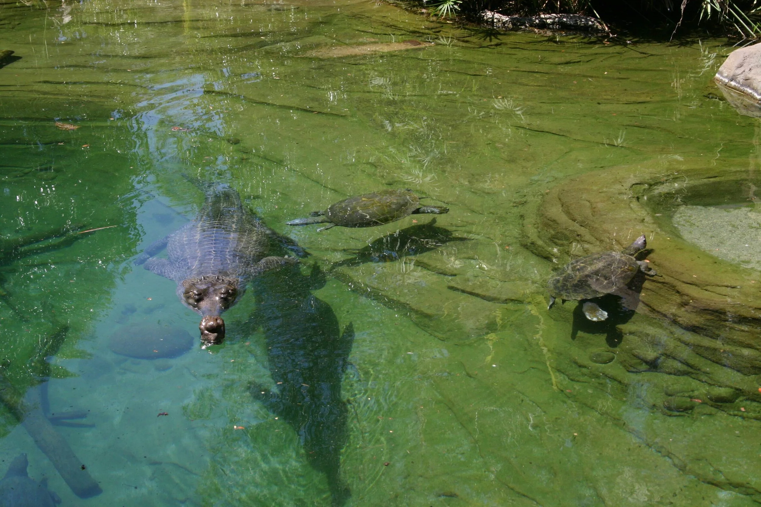 best croc.jpg