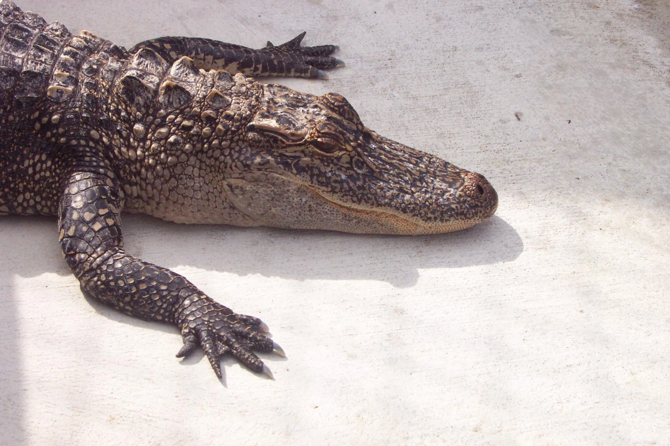 New Orleans 2002-04.jpg