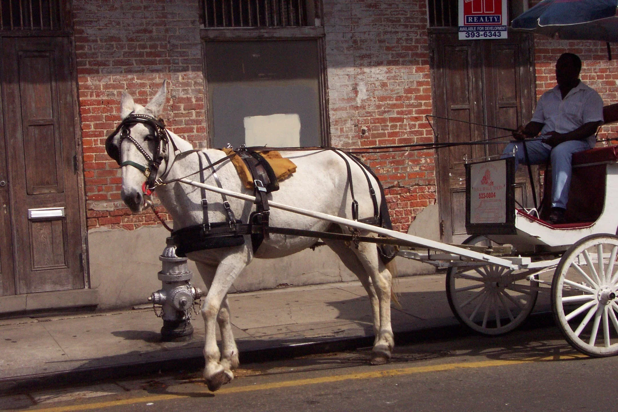 Reggie mule on Bourbon st.jpg