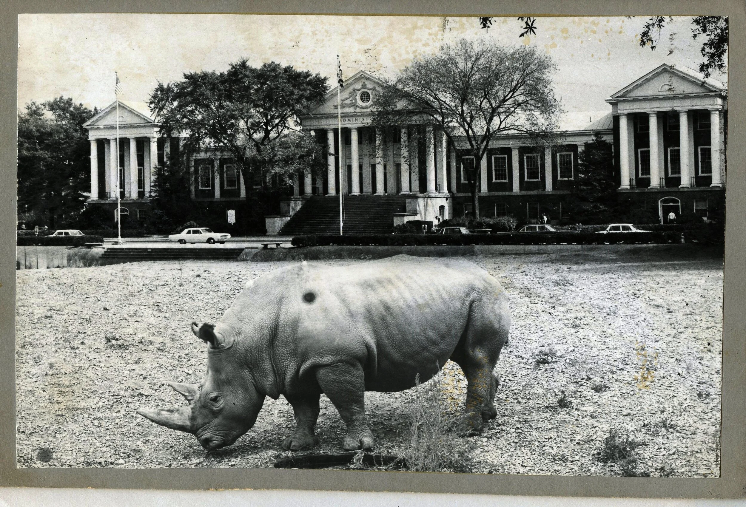 rhino college park.jpg