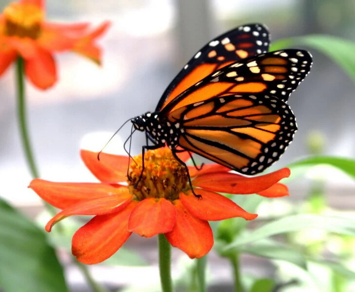 Brookside Gardens butterflt