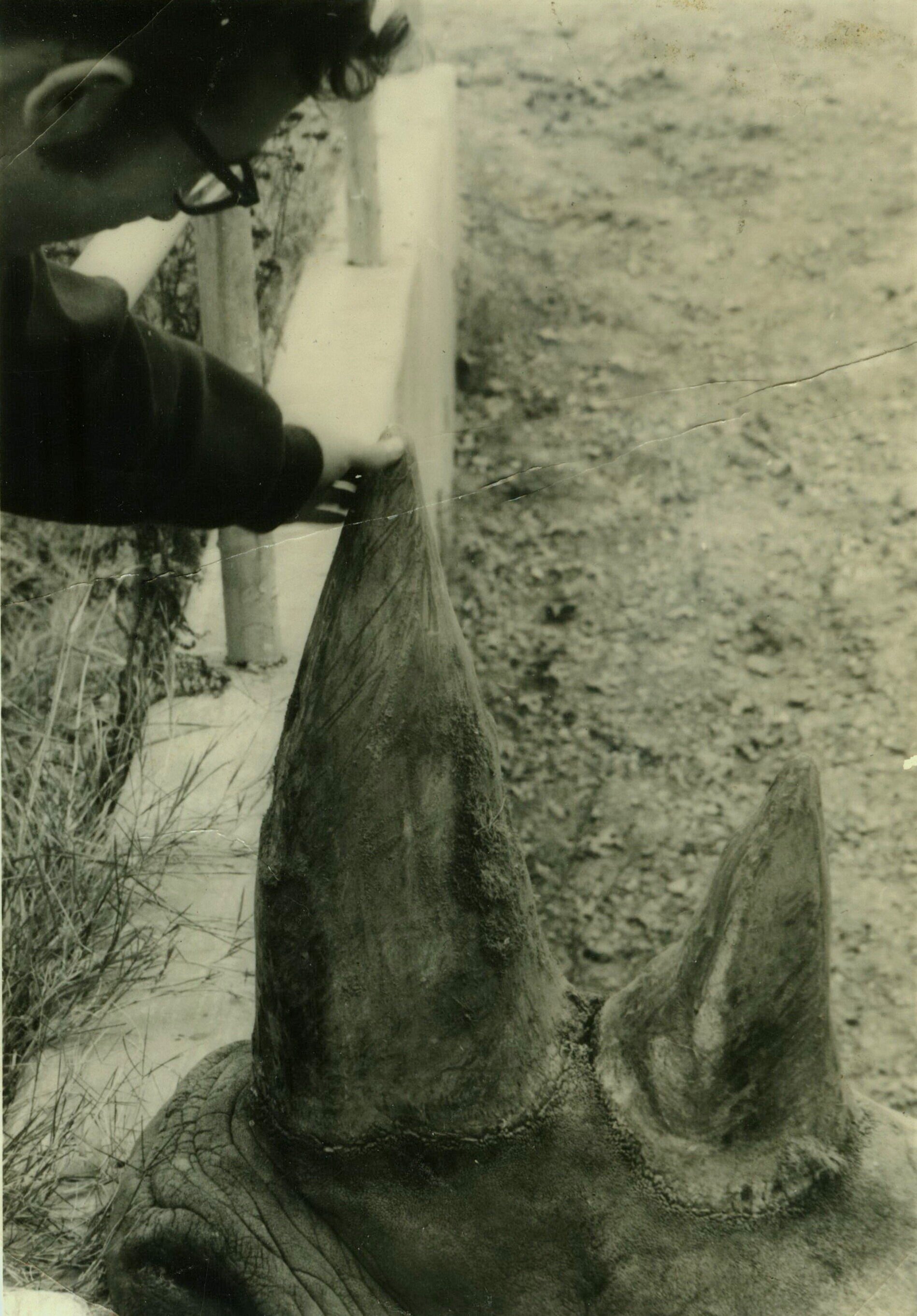 Touching rhino horn at the zoo