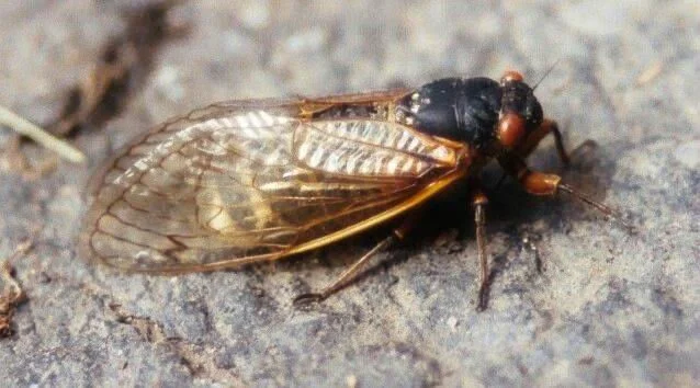 cicadas near our house
