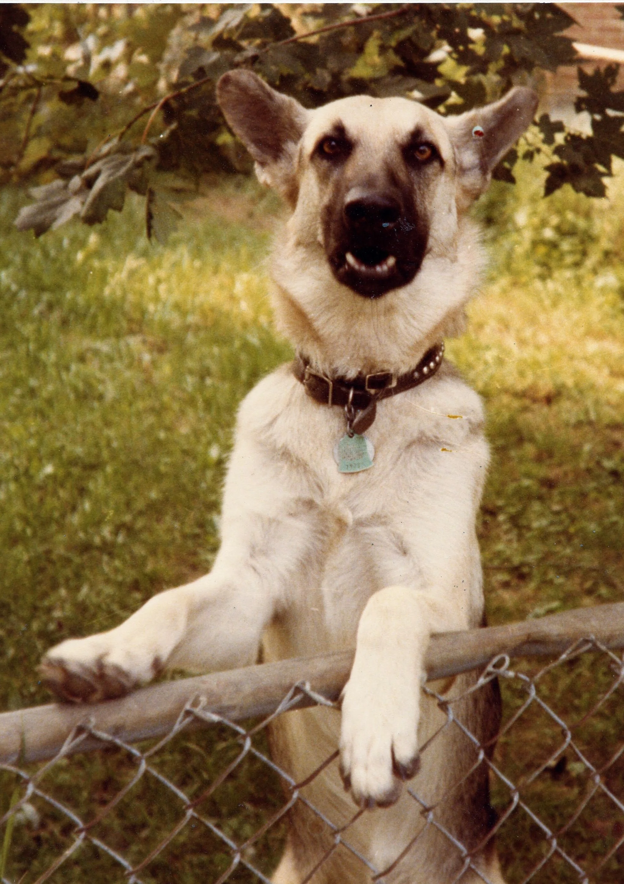 dogs on meter reading route