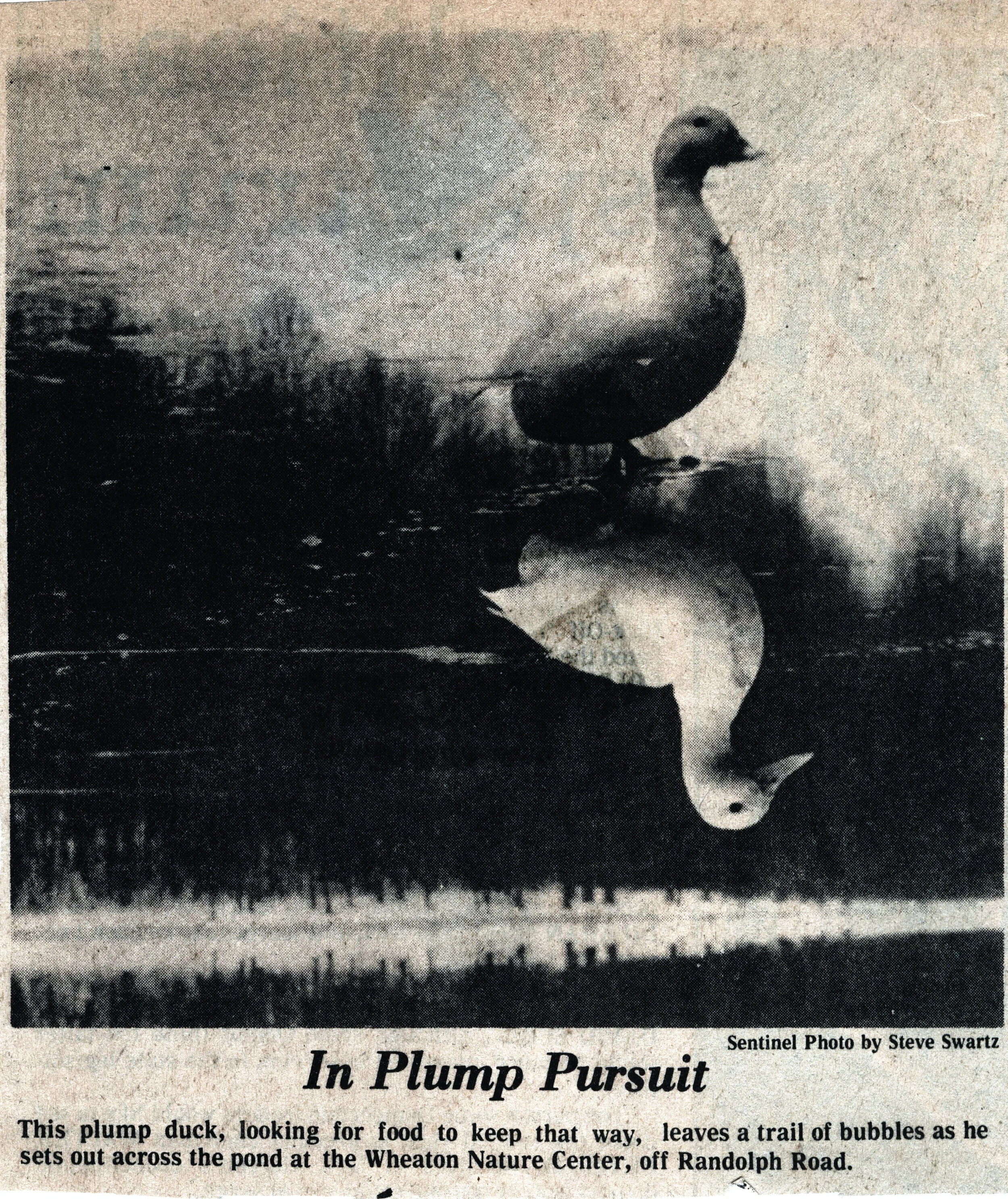 Sentinel published my photo upside down