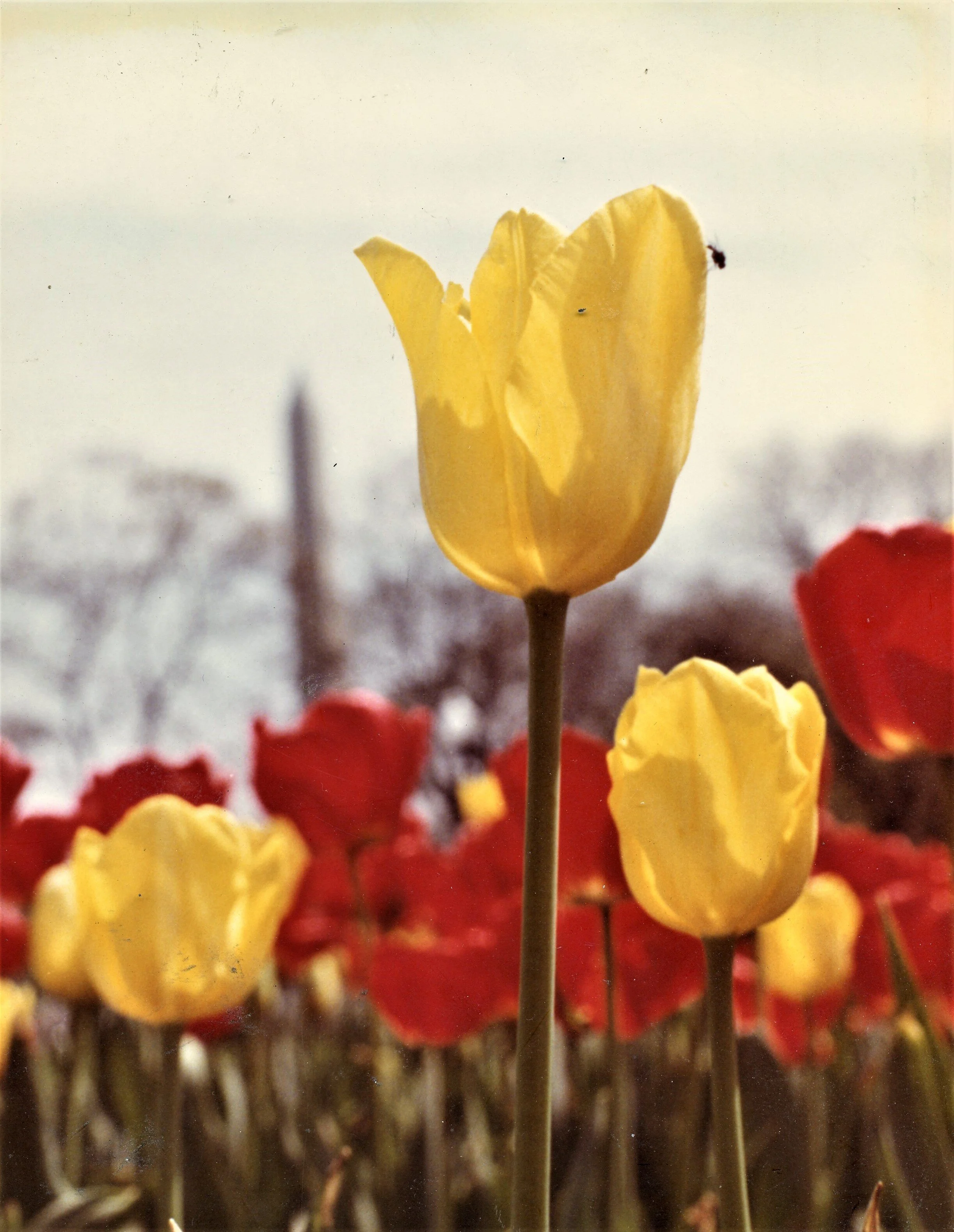 tulips early photo