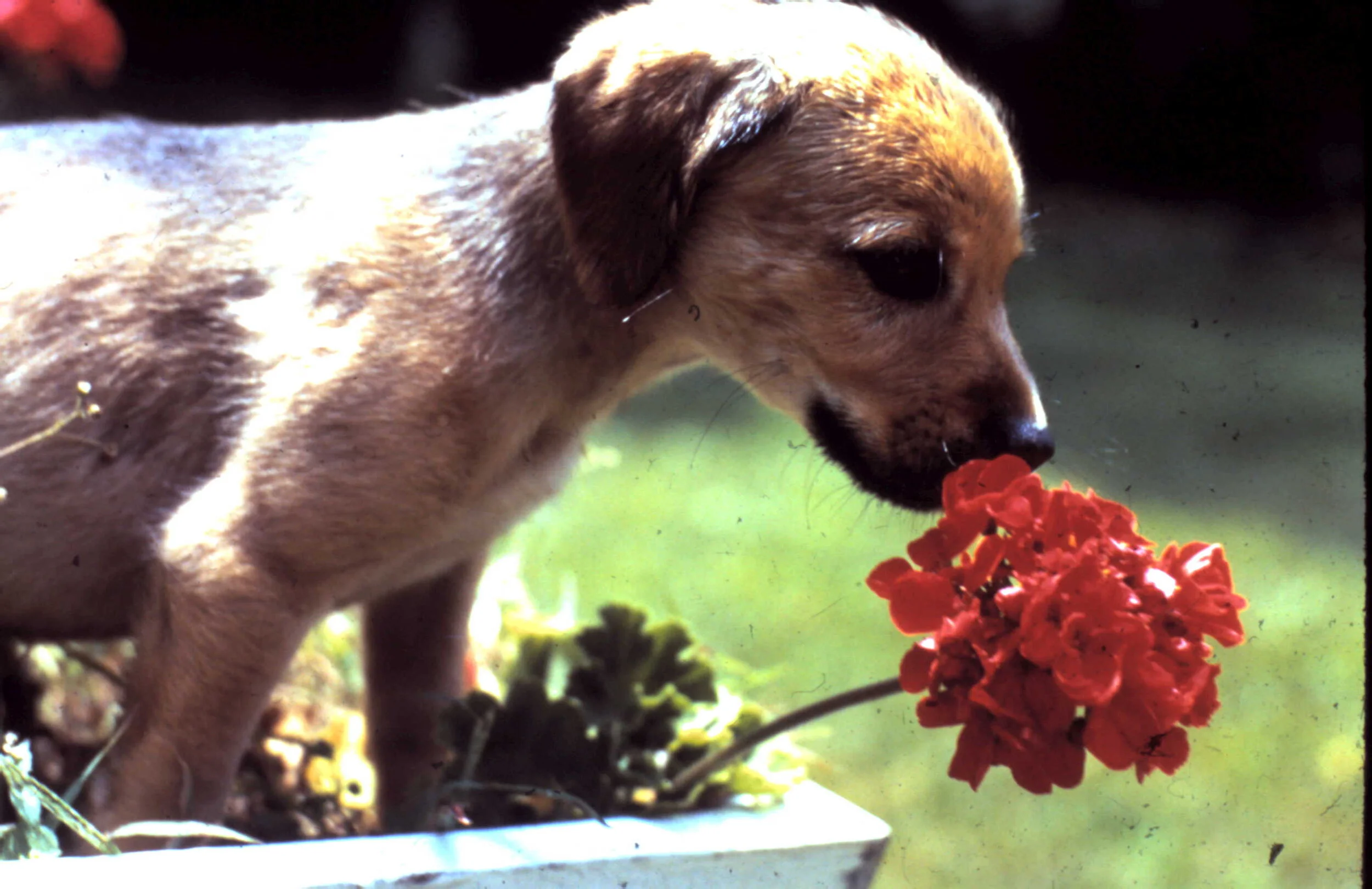 dog and rose