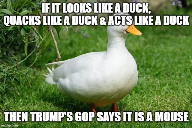 if it looks like a duck...