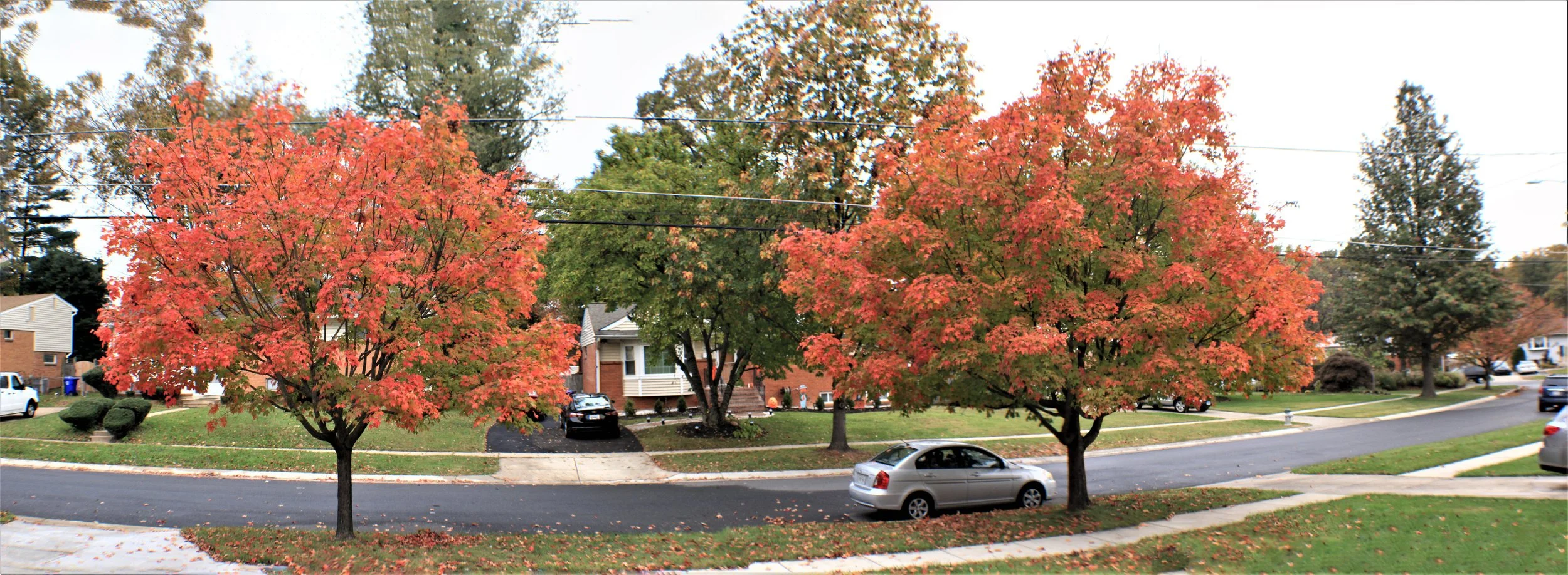 full red color before fall of leaves November 2021