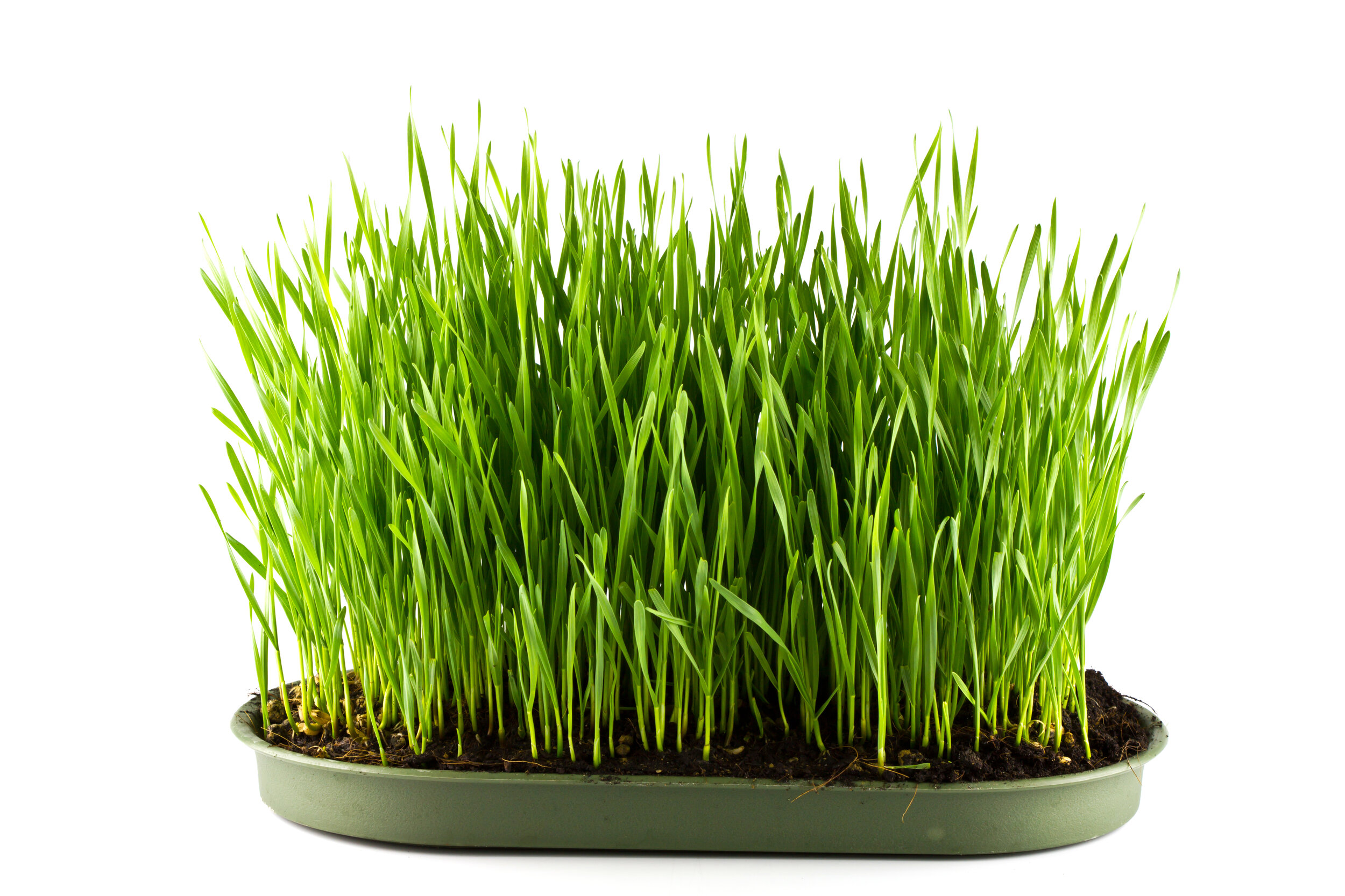 Barley Grass 1.1 _SS_2017.jpg