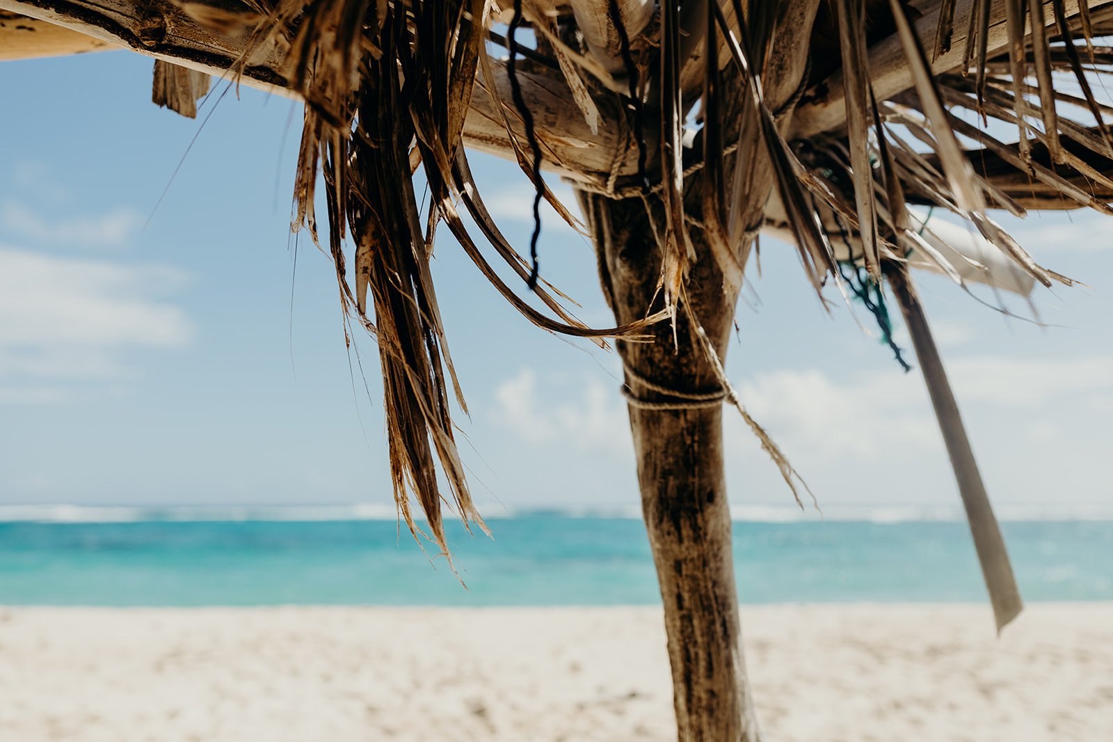 coconut-tree-Stcroix.JPG