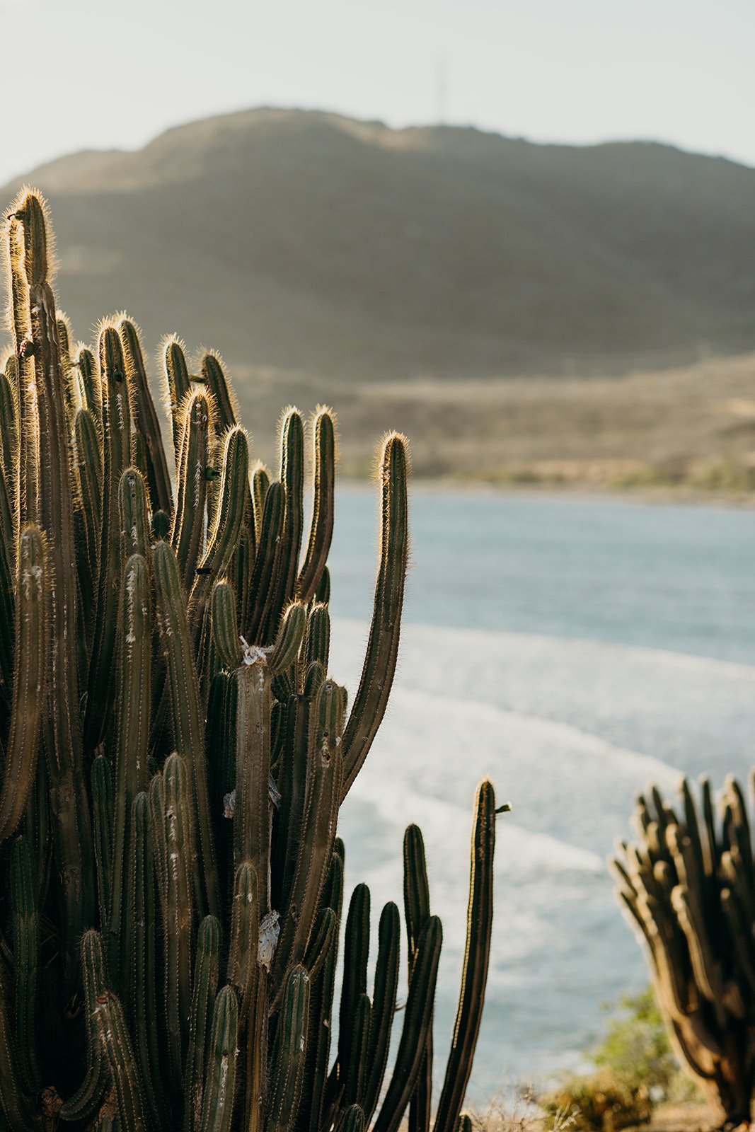 cactus-stcroix.JPG