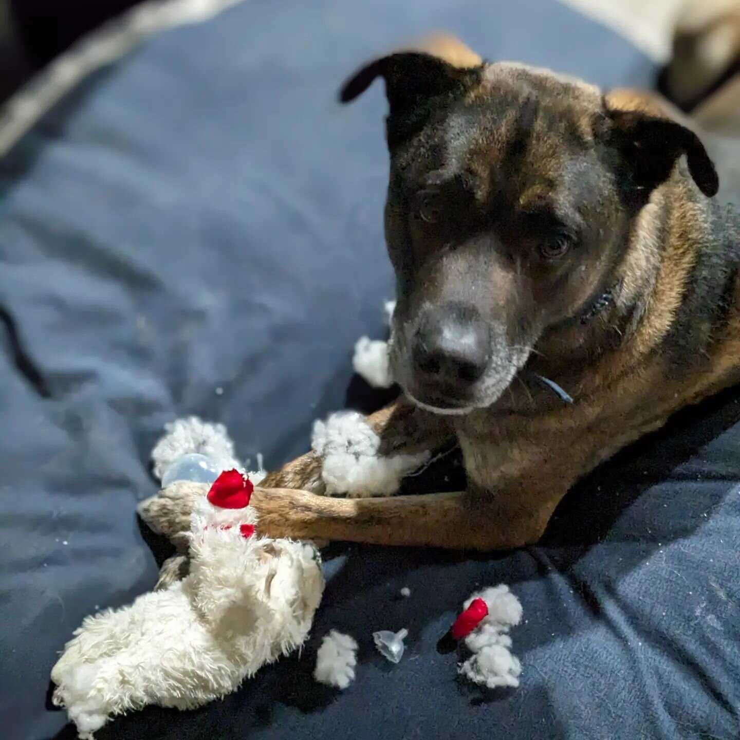 There was a super cute thread on Twitter yesterday of dogs lovingly snuggling with their Lambchops, so I bought Monty one in hopes that it might last longer than five minutes. It...did not.