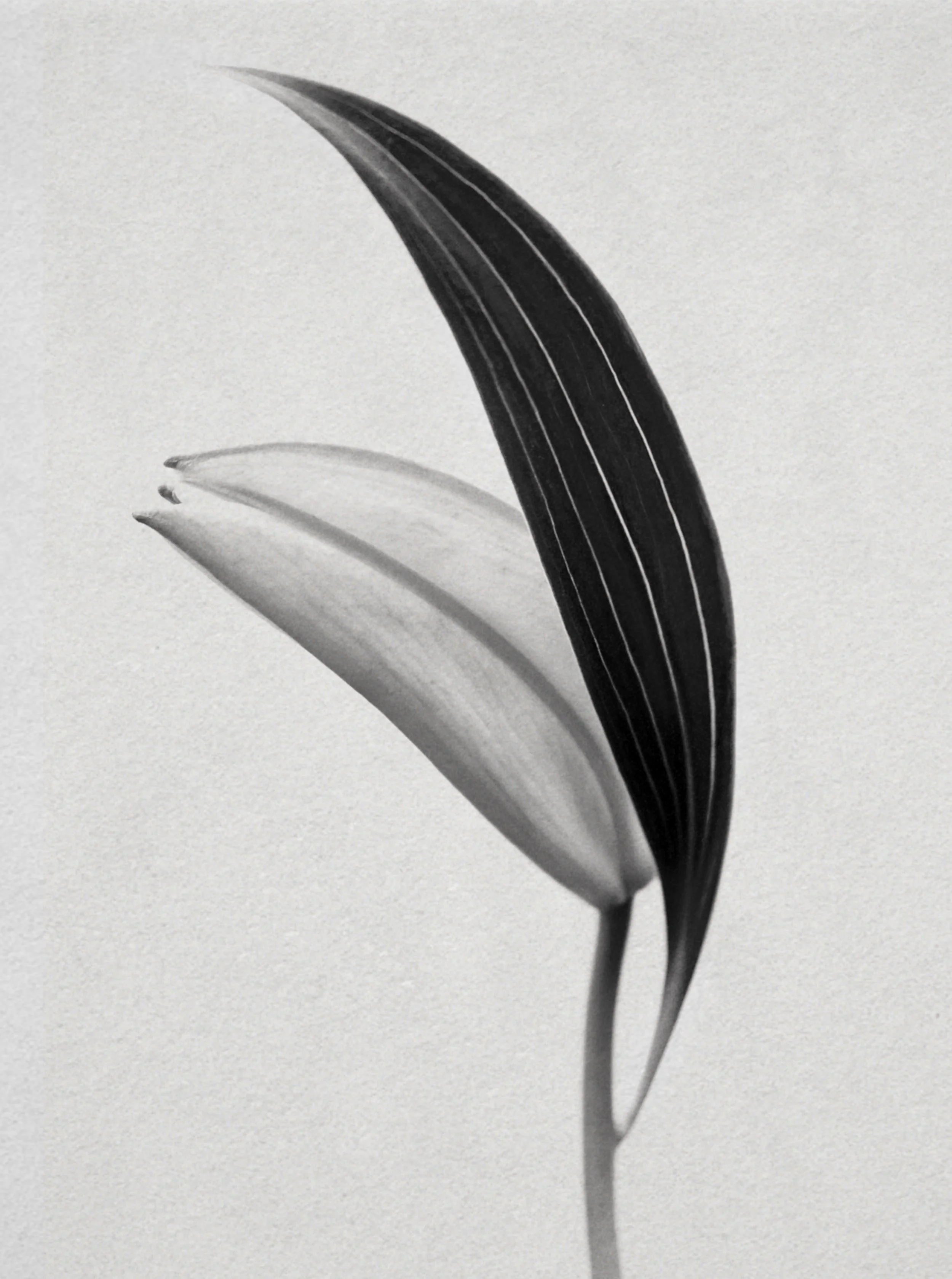 marta-hewson-Nude-flower-13286-16x21.5.jpeg