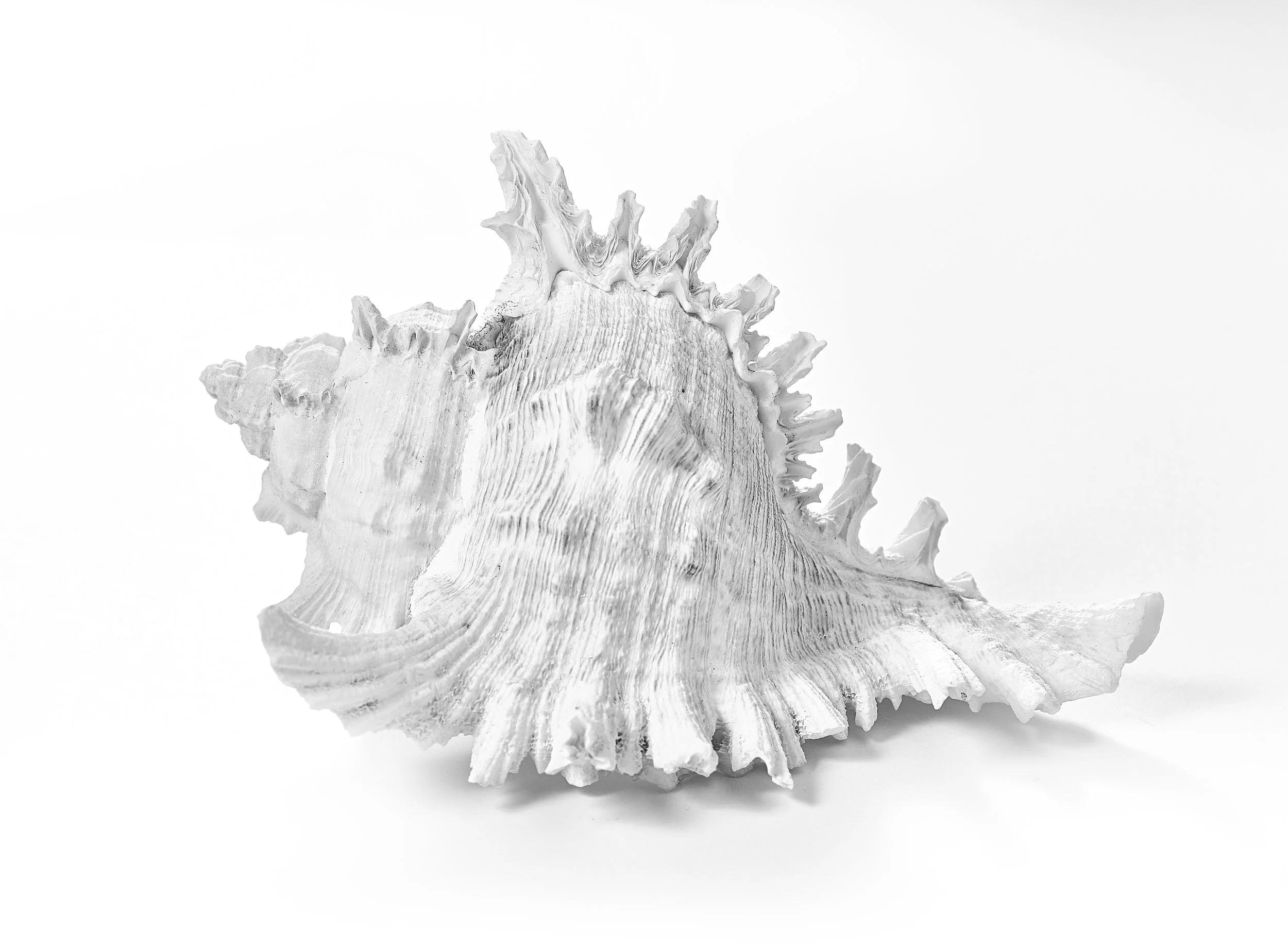 Still LIfe - Stagasaurus-Cropped.jpg