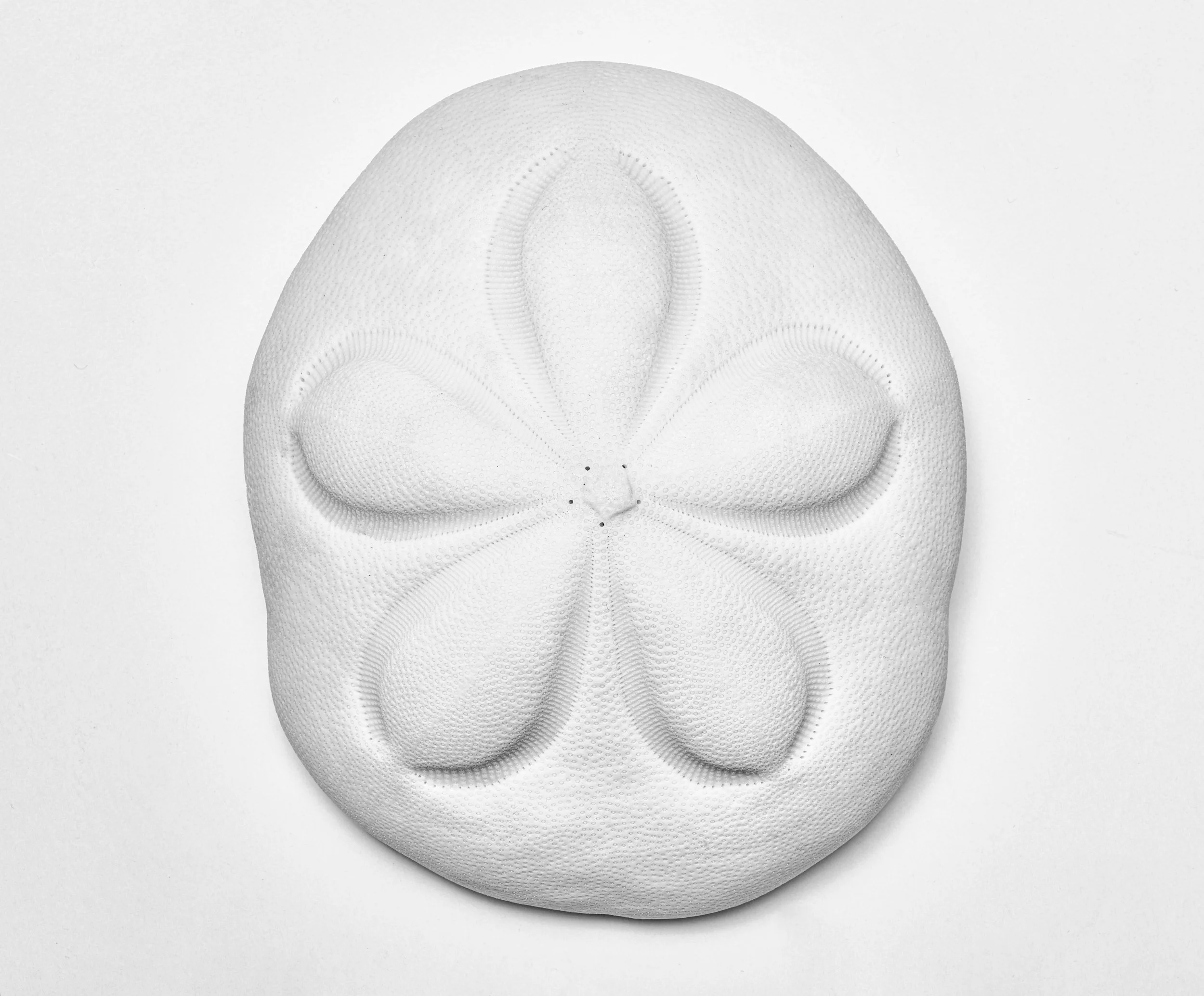 Still life -Sea Flower.jpg