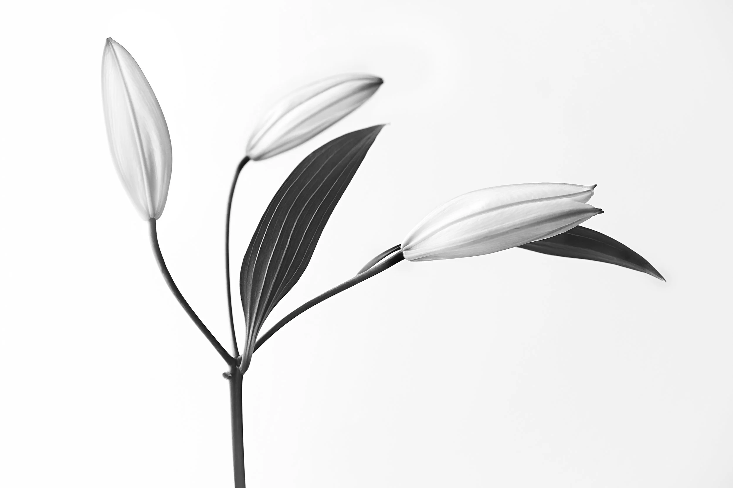 Still Life - Lilies.jpg
