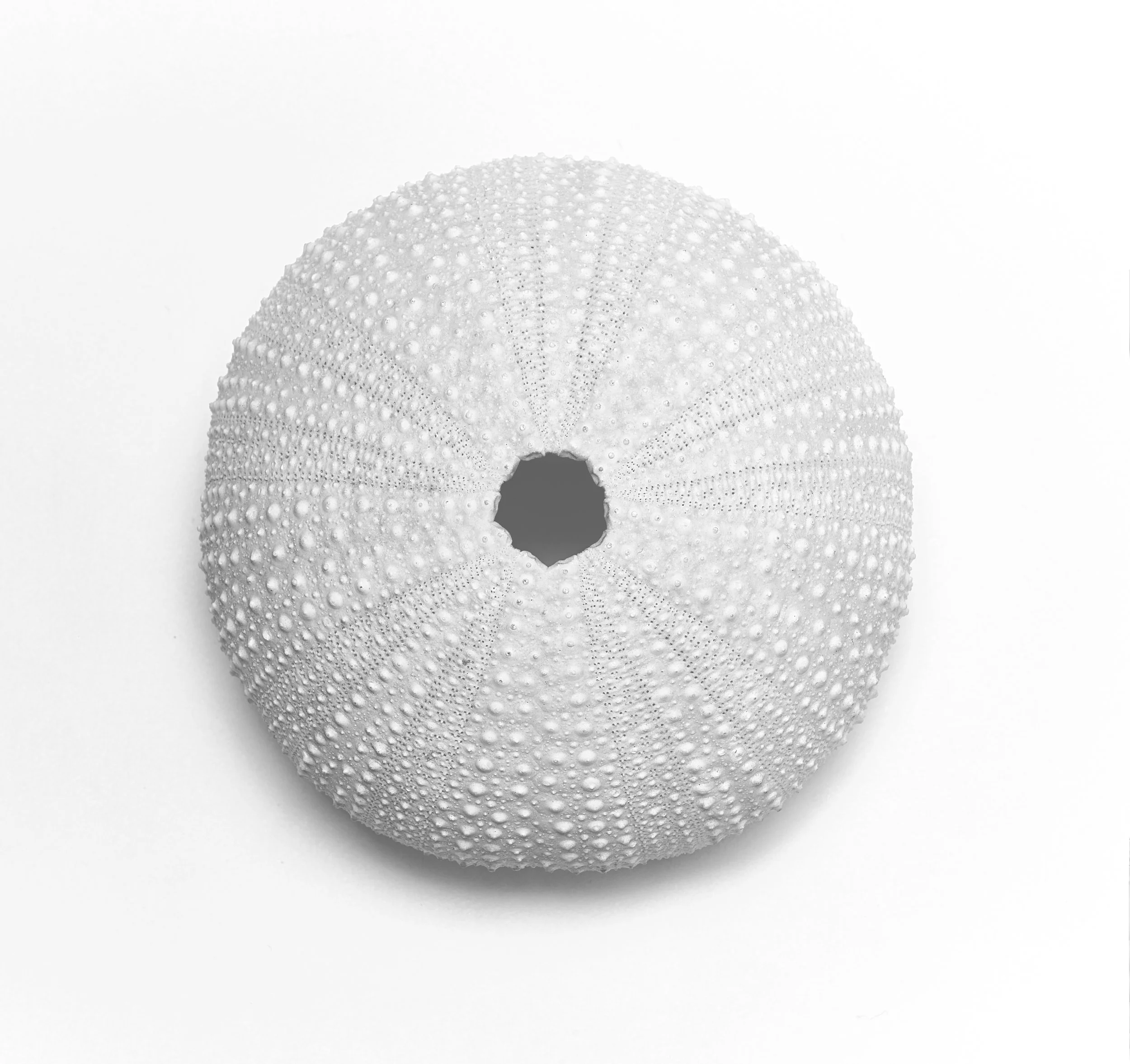 Still Life - Urchin.jpg