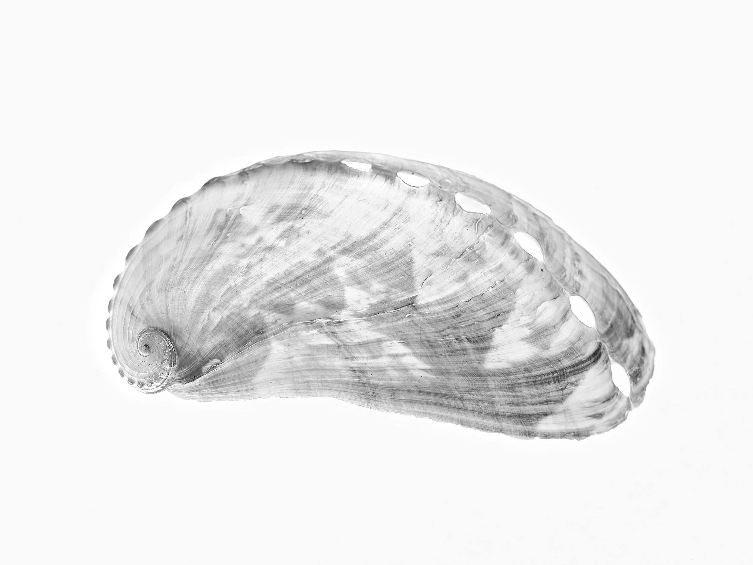 StillLife - Shelley Long.jpg