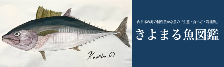 喜代丸がお届けする西日本の海の個性豊かな魚の『生態・食べ方・料理法』きよまる魚図鑑