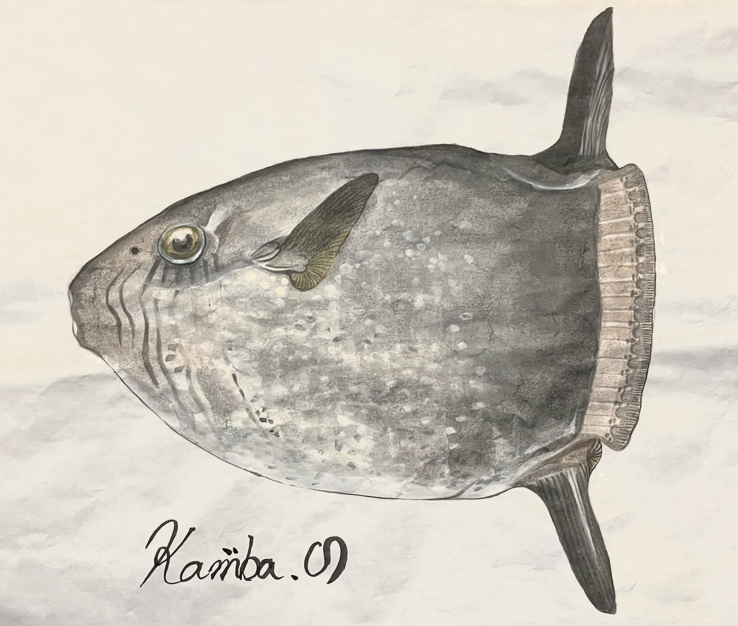 02. 『マンボウ』はなぜ漂う？ 海の“ゆるキャラ”の正体と生態をわかりやすく解説。