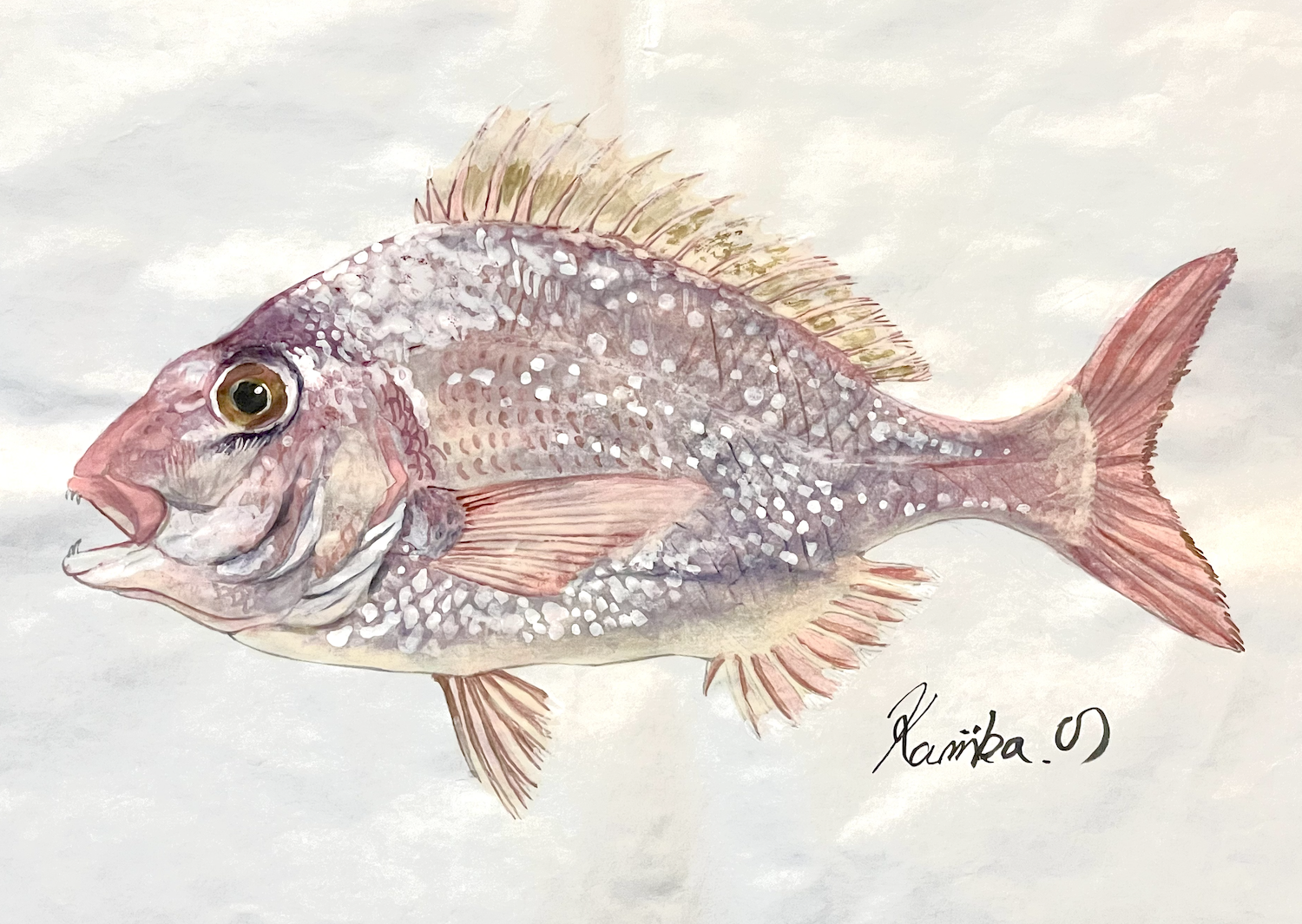 04. 海に咲く”紅の紳士” 『マダイ』とは？ 特徴・生態・旬・食文化をわかりやすく解説。