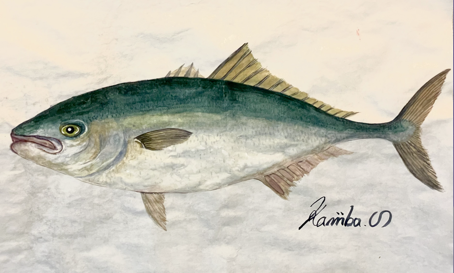 05. 寒ブリ・養殖ブリ・天然ブリの違い｜"まっすぐで硬派な魚"『ブリ』の味の特徴と育つ海の関係。