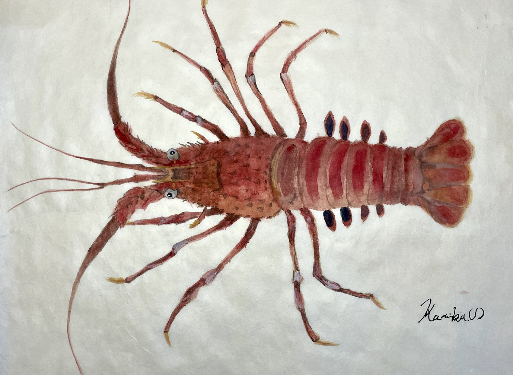 15. 威風堂々“岩陰に立つ王者”『イセエビ』という誇り