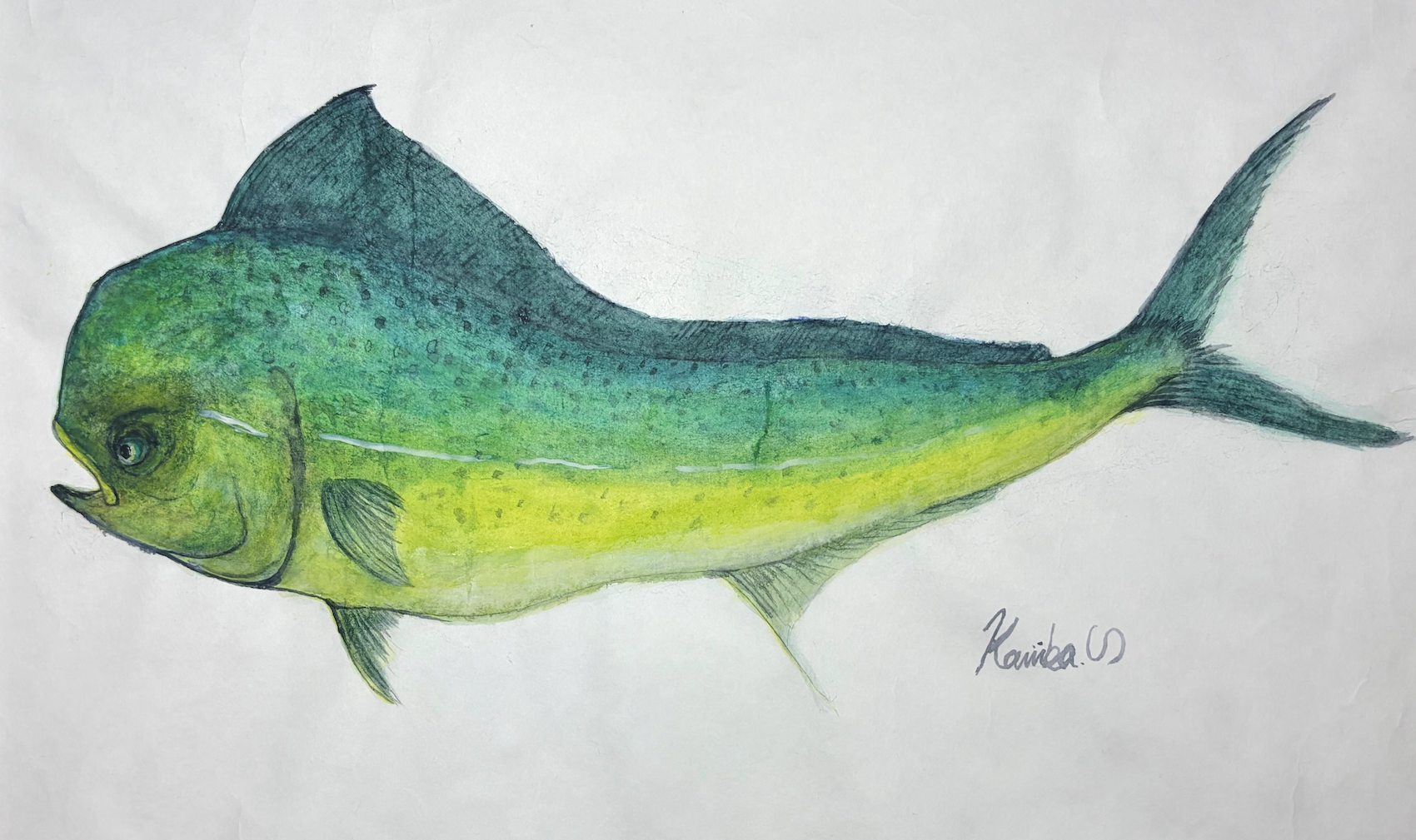 28. 『シイラ』は輝きに全振り!? “エメラルドに光るマヒマヒ”の若く儚い一生