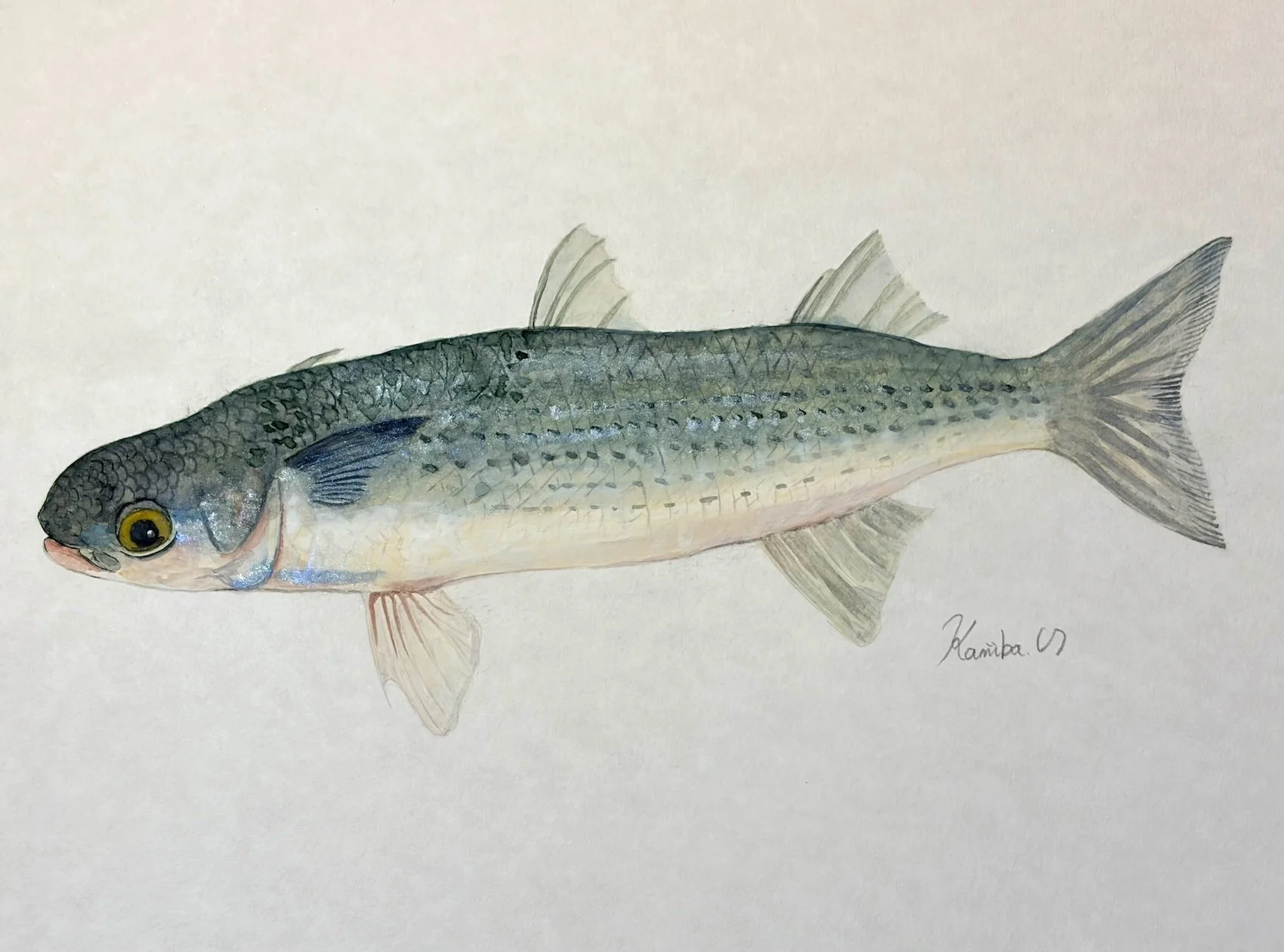 37.『ボラ』は”環境を映す鏡” カラスミと上質な白身の正体