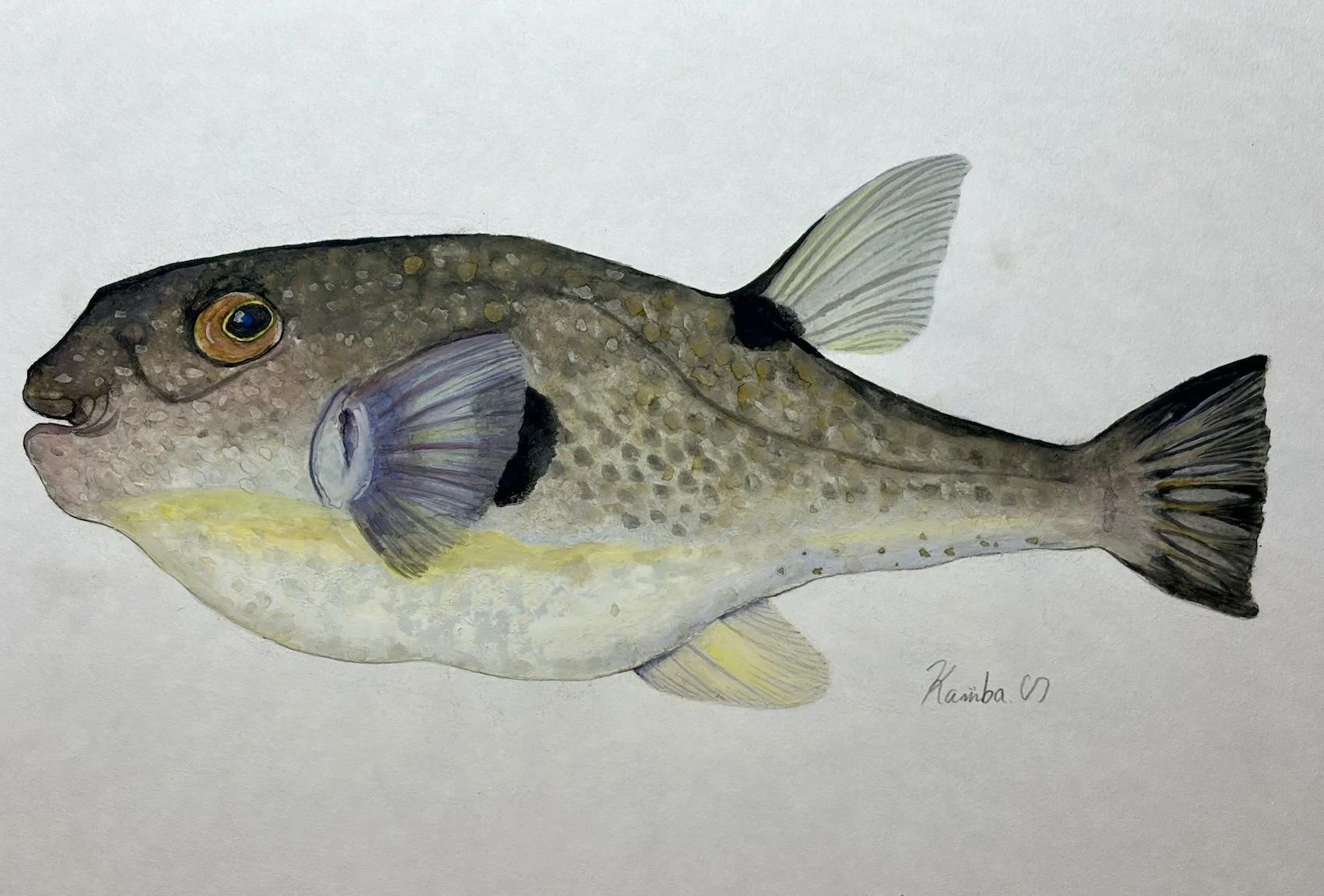 38. 『マフグ』の本音と建前!? “穏やかな姿に秘めた毒”