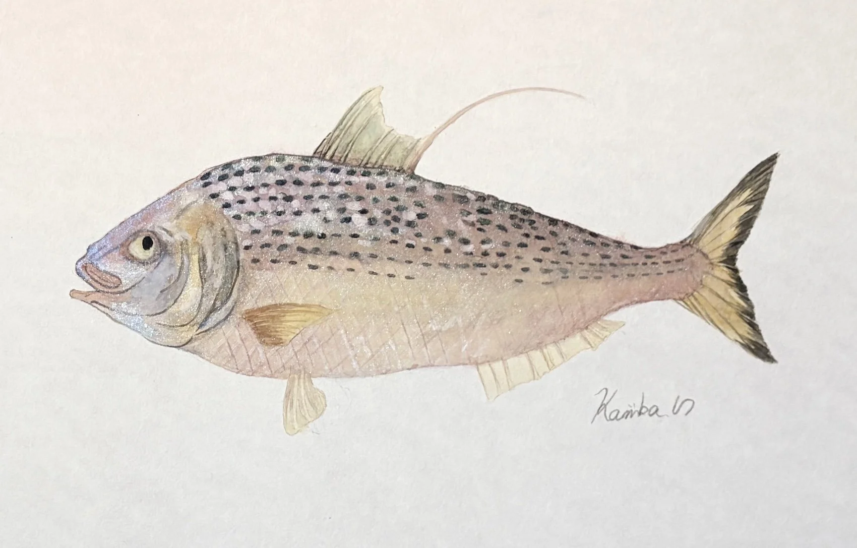 39. コハダの正体！“江戸前寿司で揺れる『コノシロ』の価値と名前”