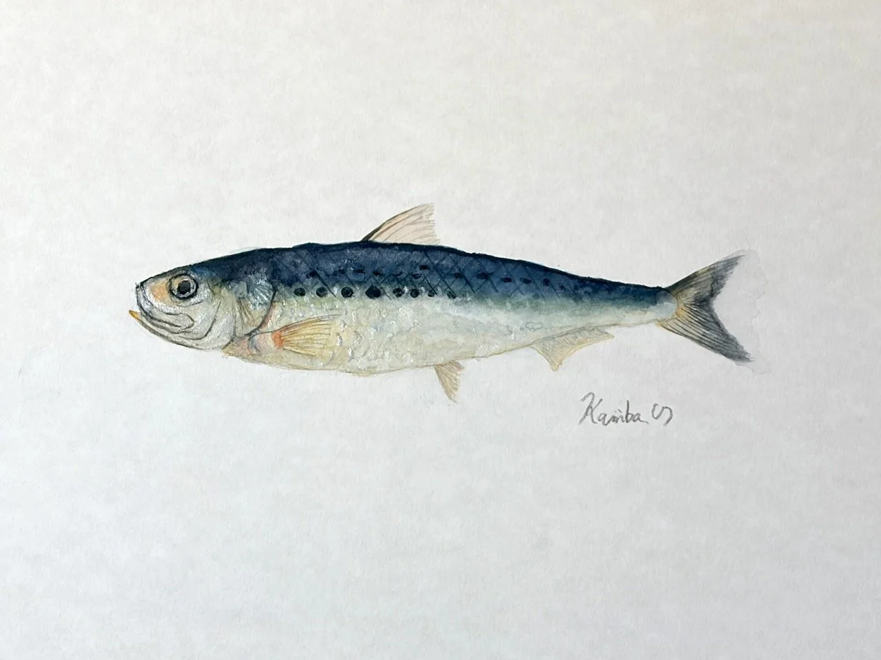 40. 『マイワシ』”個を消し規律に徹する集団” が支える世界のタンパク源