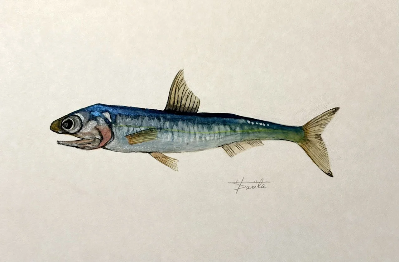 41. 煮干し、シラスの正体！『カタクチイワシ』は食の土台を支える“落ち着かない奴!?”