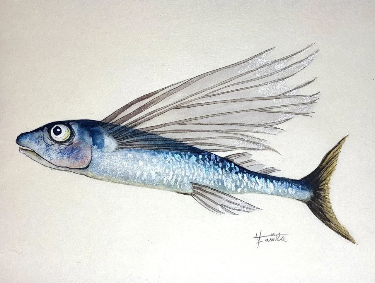 43.『トビウオ』”可能性へ飛び出す力” 水の中に留まらない“アゴ”の構造