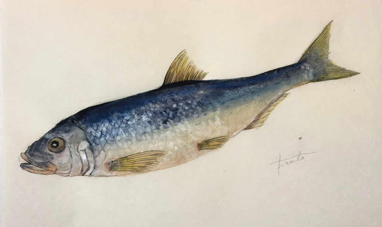 44. 春を告げる『ニシン』の大産卵。 圧倒的な群れが演出する“集中と爆発”