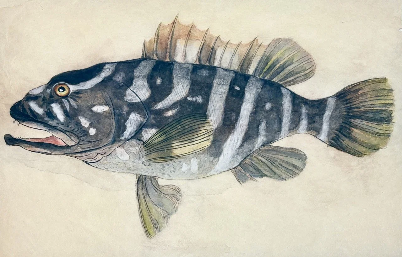 48. “幻の魚”『クエ』殿。そのオーラ、問答無用