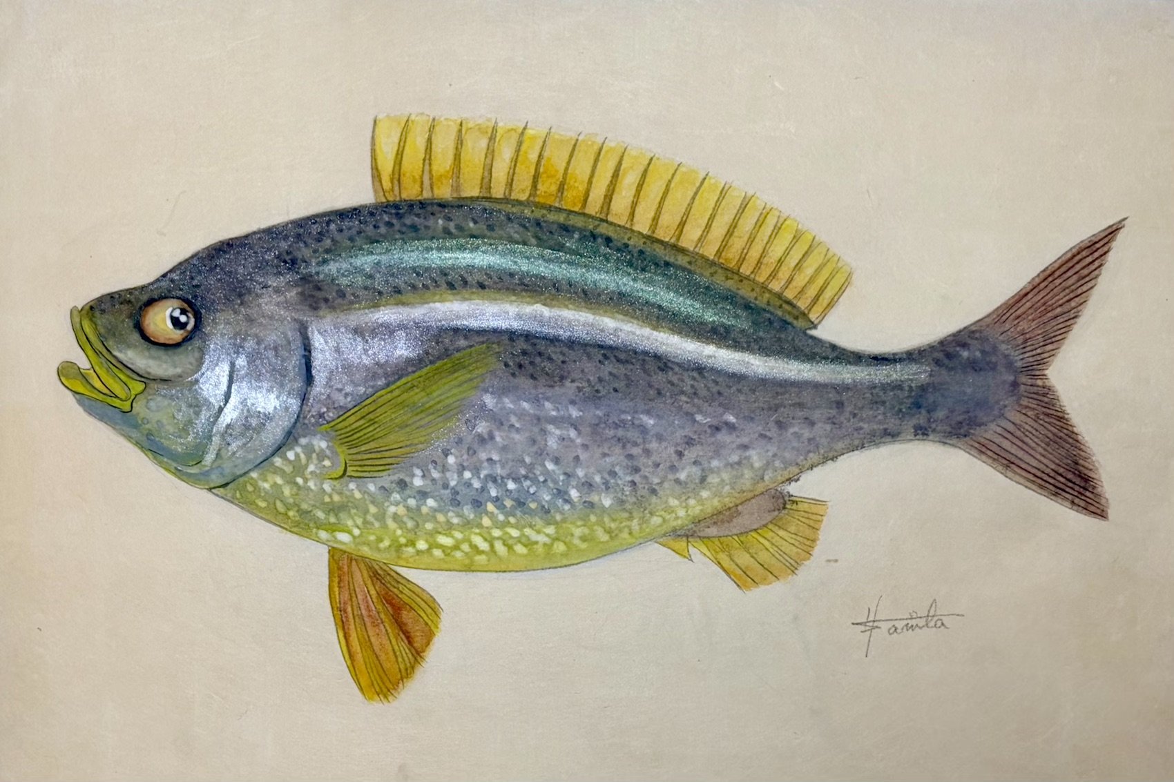 50. 初夏の絶品『イサキ』”飾りは消え、味が残る魚”