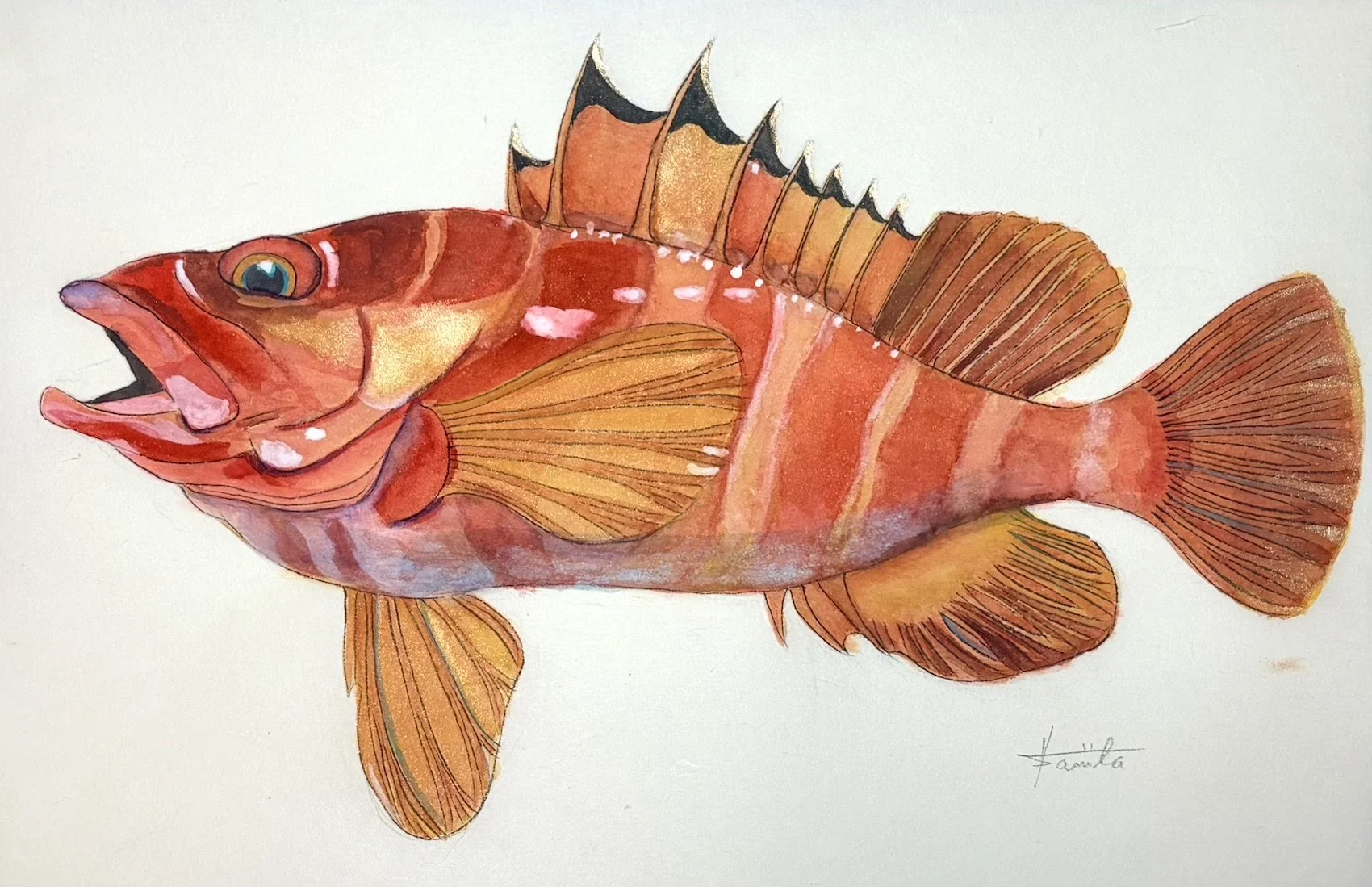 52. 魅せる魚『アカハタ』珊瑚礁に現る“鮮やかな赤”の味とは？