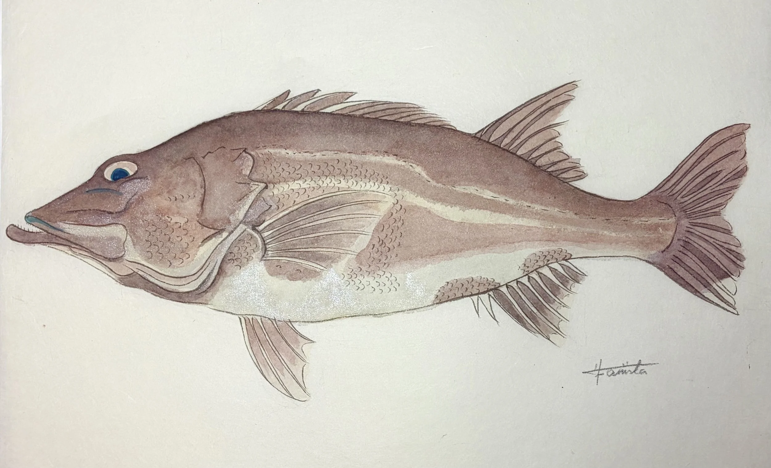 53. 深海に残り続けた幻の古魚『アラ』”時間をかけて深まる価値”とは!?