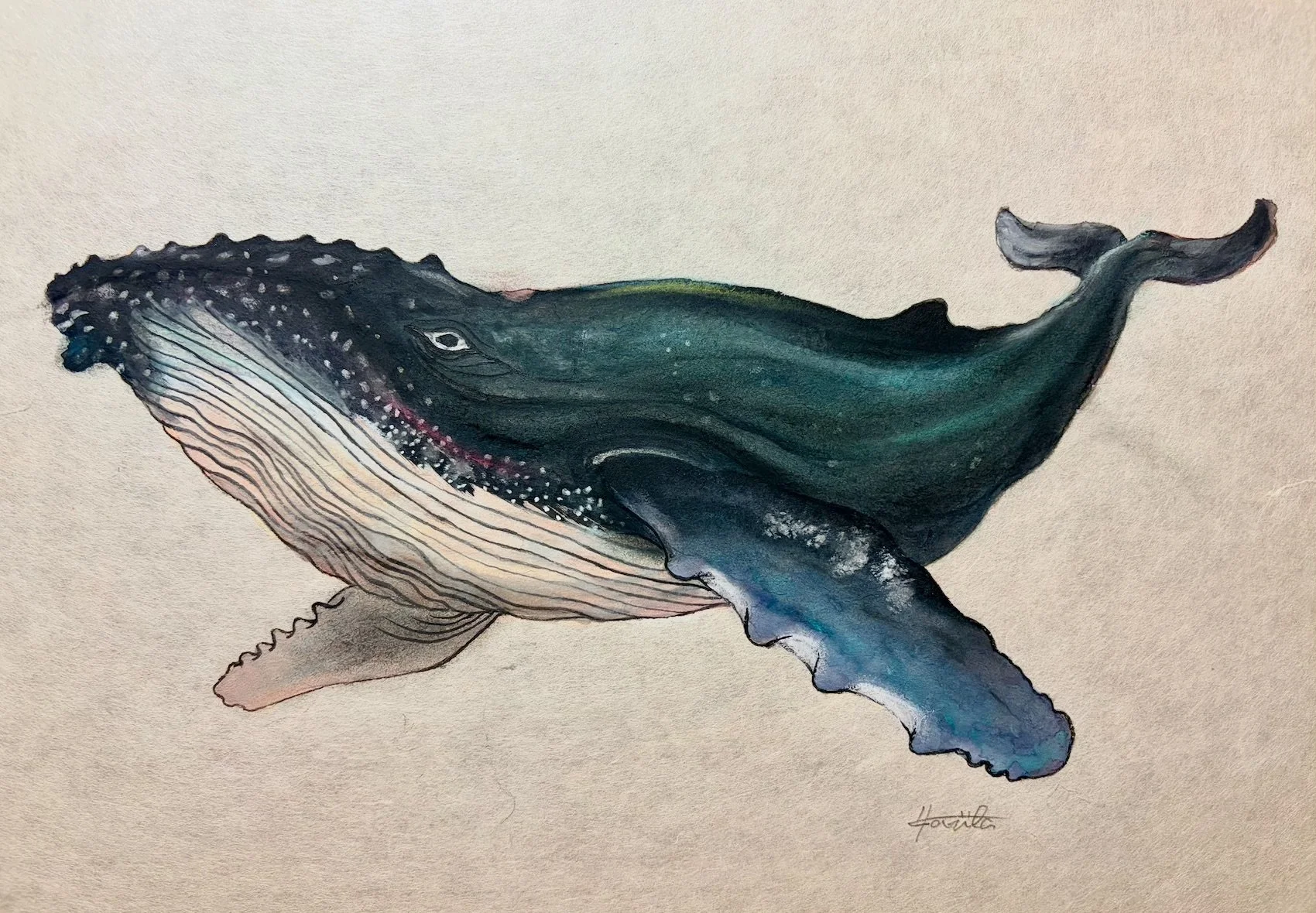 79. 『ザトウクジラ』“歌う海の巨大パフォーマー”の舞台裏