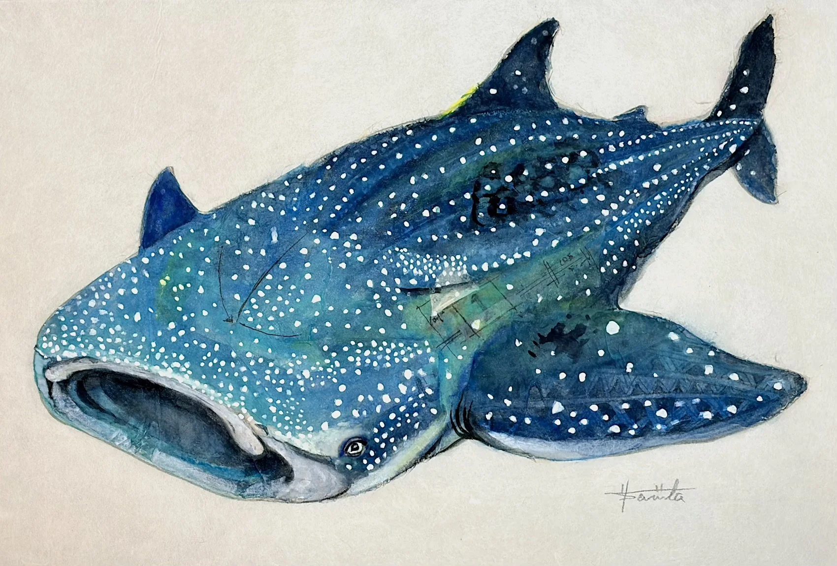 81.「ジンベエザメ」クジラみたいなサメ！？人を襲わず、穏やかに生きる道を選んだ世界最大の魚