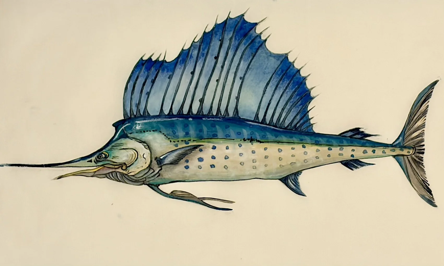 83.『カジキ』即断即決。無理、待てない。超スピードで獲物に迫る海の突破者