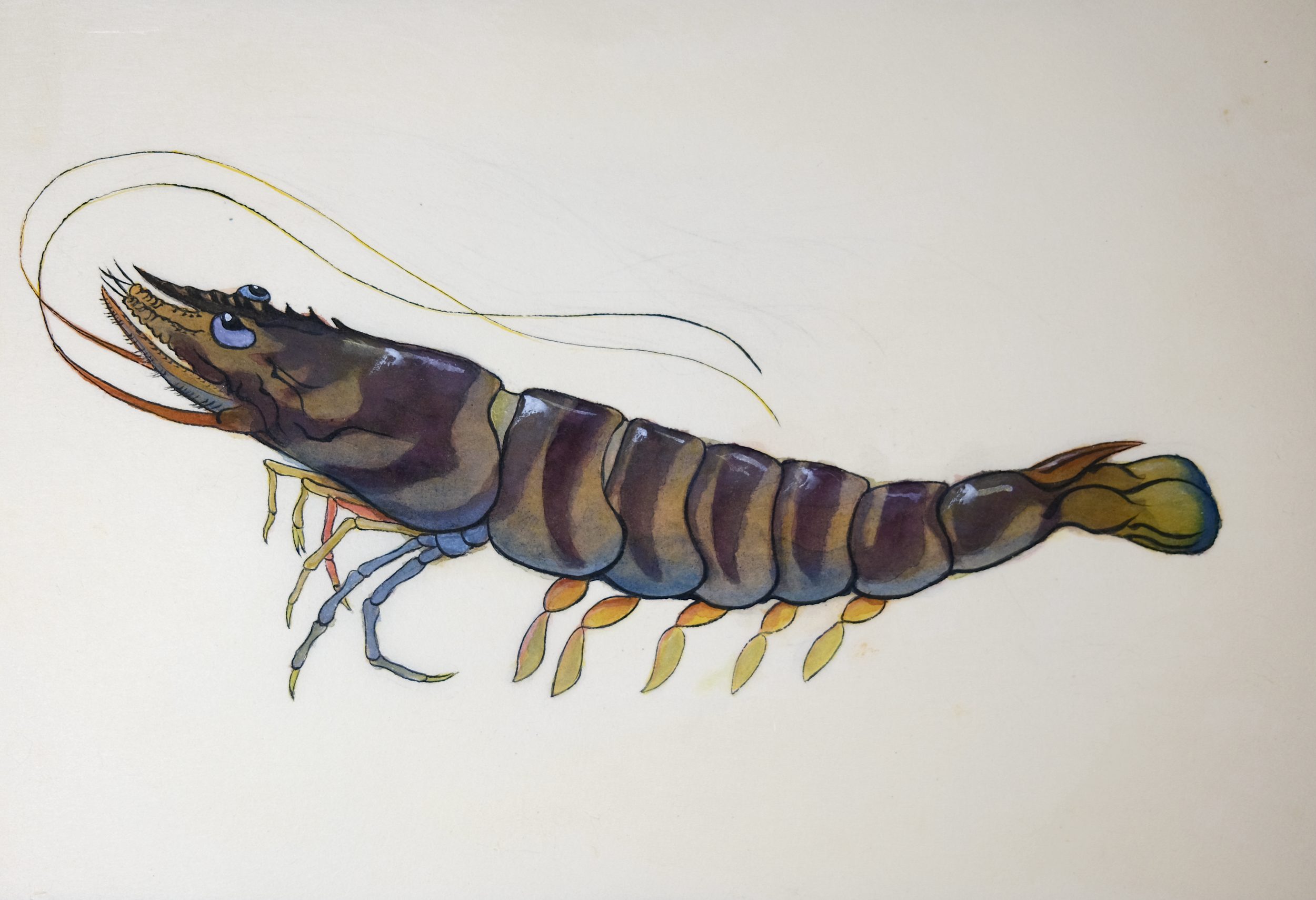 90. 『クルマエビ』“俺？そりゃ、値はするぜ” 人間も魚も求める砂底の一流品
