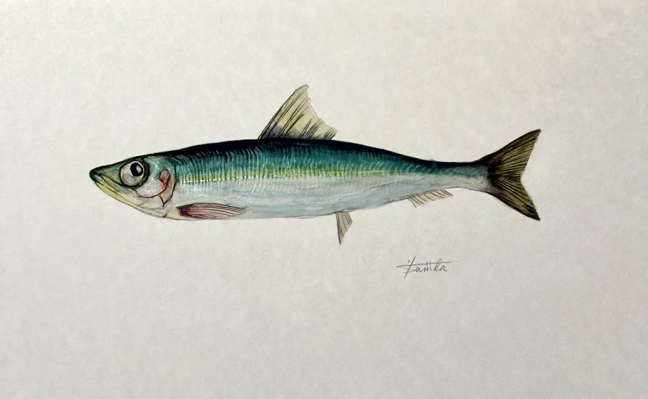 42. 『ウルメイワシ』潤んだ目の魚が示す“ほどけた群れ”のかたち