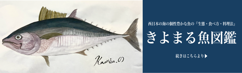 西日本の海の個性豊かな魚の『生態・食べ方・料理法』きよまる魚図鑑