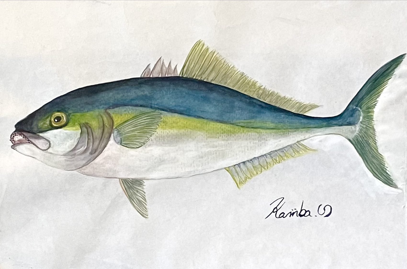 09. 海の“孤高を泳ぐ者”『ヒラマサ』という魚