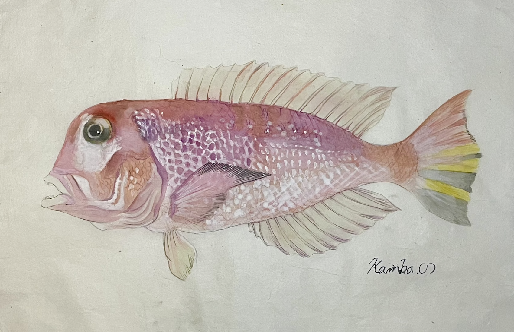 11. “深海に差す紅”『アカアマダイ』は静かに光を待つ魚